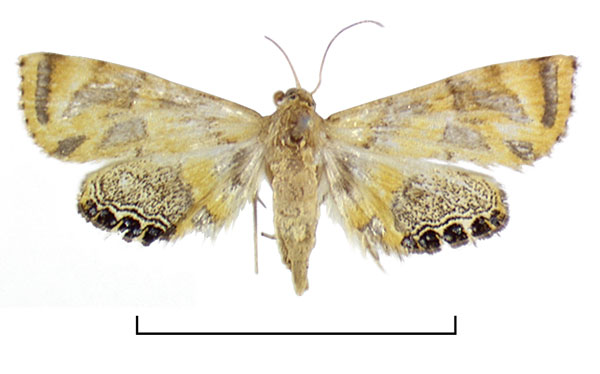 /filer/webapps/moths/media/images/S/scioxantha_Eoophyla_HT_RMCA.jpg