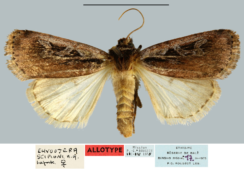 /filer/webapps/moths/media/images/S/scipioni_Euxootera_AT_MNHN.jpg
