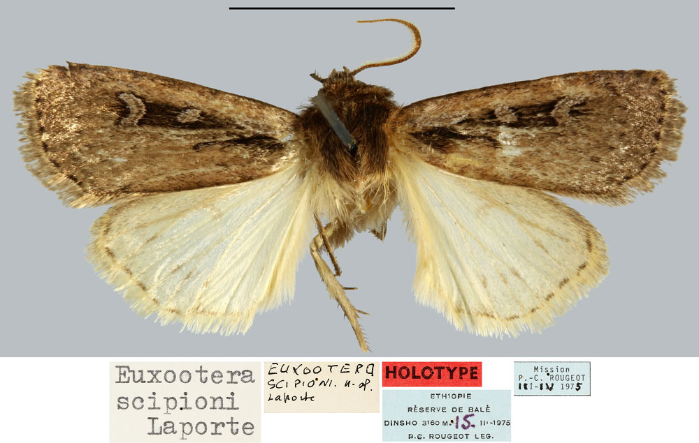 /filer/webapps/moths/media/images/S/scipioni_Euxootera_HT_MNHN.jpg