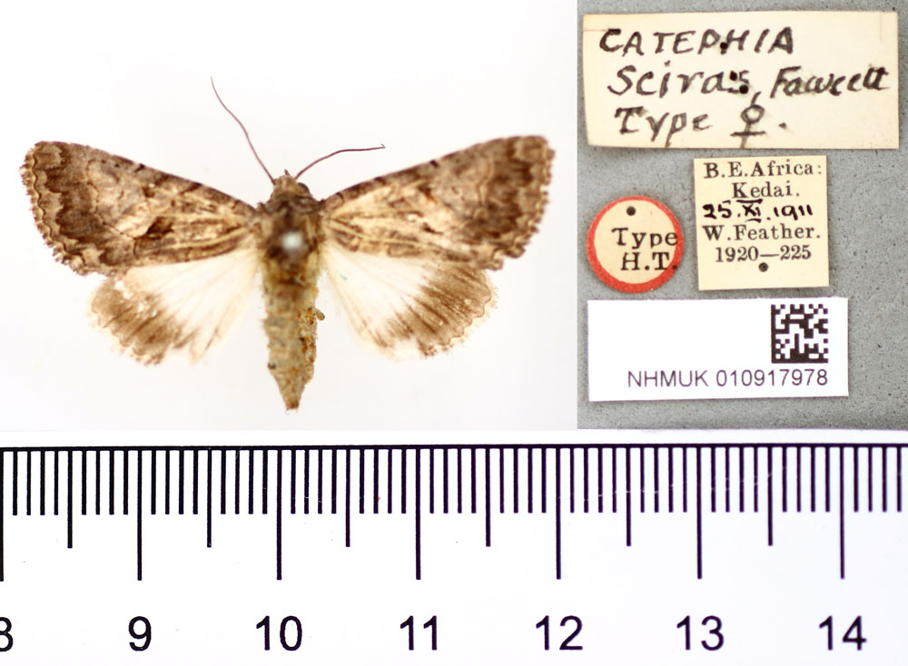 /filer/webapps/moths/media/images/S/sciras_Catephia_AT_BMNH.jpg