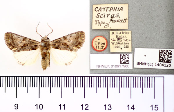 /filer/webapps/moths/media/images/S/sciras_Catephia_HT_BMNH.jpg