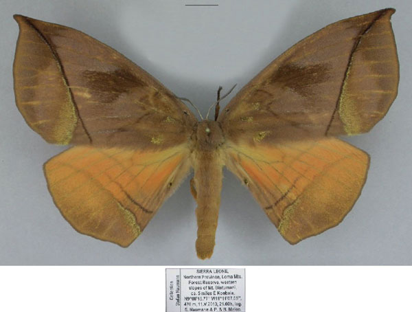 /filer/webapps/moths/media/images/S/sciron_Acrojana_AF_Naumann.jpg