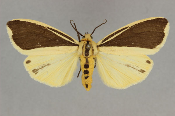 /filer/webapps/moths/media/images/S/scita_Epilacydes_AF_BMNH.jpg