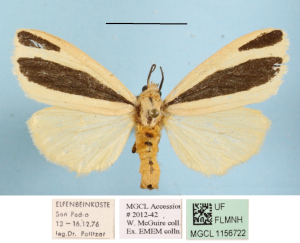 /filer/webapps/moths/media/images/S/scita_Epilacydes_AF_MGCLa_02.JPG