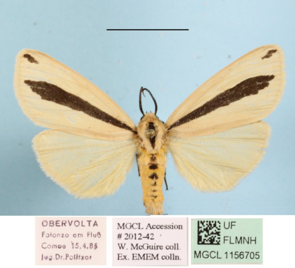/filer/webapps/moths/media/images/S/scita_Epilacydes_AF_MGCLa_03.JPG