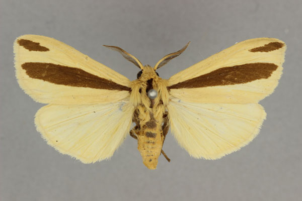 /filer/webapps/moths/media/images/S/scita_Epilacydes_AM_BMNH.jpg