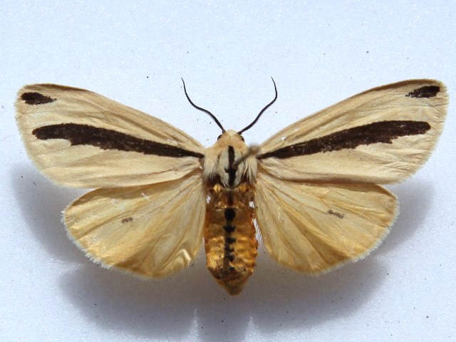 /filer/webapps/moths/media/images/S/scita_Epilacydes_A_Goff_02.jpg