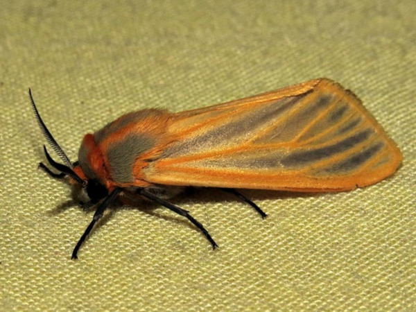 /filer/webapps/moths/media/images/S/scita_Pseudoradiarctia_A_Braun.jpg