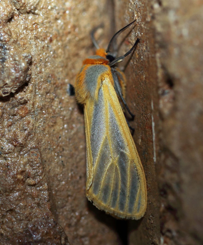 /filer/webapps/moths/media/images/S/scita_Pseudoradiarctia_A_Voaden_01.jpg