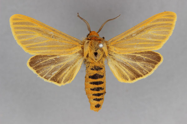 /filer/webapps/moths/media/images/S/scita_Pseudoradiarctia_LT_BMNH.jpg