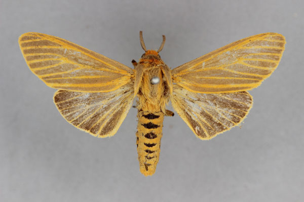 /filer/webapps/moths/media/images/S/scita_Pseudoradiarctia_PLT_BMNH.jpg