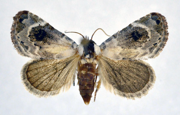 /filer/webapps/moths/media/images/S/scitula_Eublemma_AF_NHMO.jpg