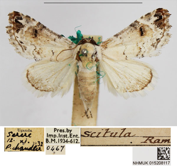 /filer/webapps/moths/media/images/S/scitula_Eublemma_AF_NHMUK.jpg