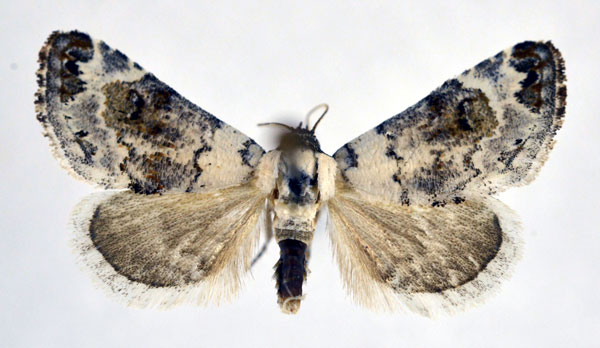 /filer/webapps/moths/media/images/S/scitula_Eublemma_AM_NHMO.jpg