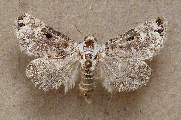 /filer/webapps/moths/media/images/S/scitula_Eublemma_A_Butler.jpg