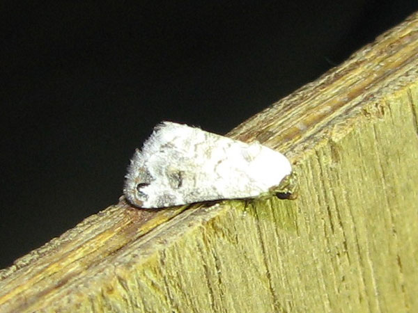 /filer/webapps/moths/media/images/S/scitula_Eublemma_A_Goff.jpg