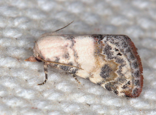 /filer/webapps/moths/media/images/S/scitula_Eublemma_A_Heyns_01.jpg