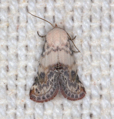 /filer/webapps/moths/media/images/S/scitula_Eublemma_A_Heyns_02.jpg