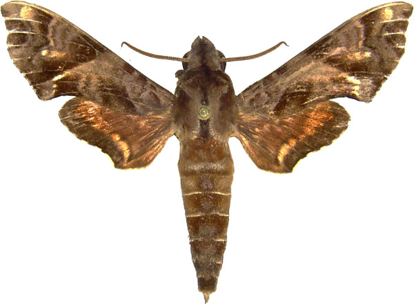 /filer/webapps/moths/media/images/S/scitula_Temnora_AF_MCJM.jpg