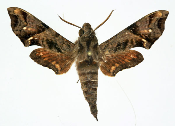 /filer/webapps/moths/media/images/S/scitula_Temnora_AM_Basquin.jpg