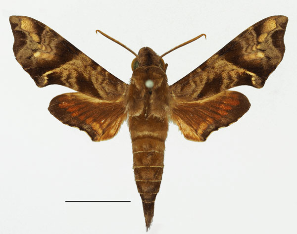 /filer/webapps/moths/media/images/S/scitula_Temnora_AM_Basquina.jpg