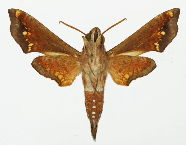 /filer/webapps/moths/media/images/S/scitula_Temnora_AM_Basquinb.jpg