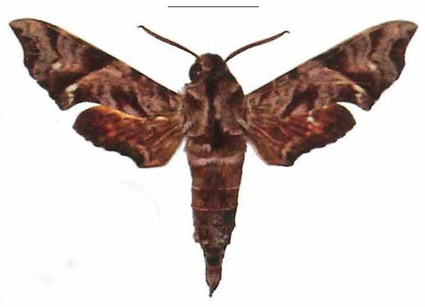 /filer/webapps/moths/media/images/S/scitula_Temnora_AM_EMEM.jpg