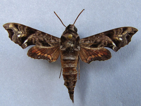 /filer/webapps/moths/media/images/S/scitula_Temnora_A_Baron_01.jpg