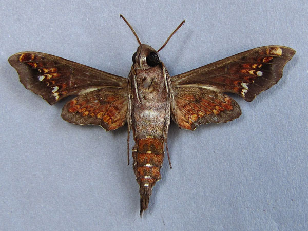 /filer/webapps/moths/media/images/S/scitula_Temnora_A_Baron_02.jpg