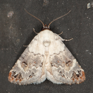 /filer/webapps/moths/media/images/S/scitula_augusta_Eublemma_A_Heyns_01.JPG