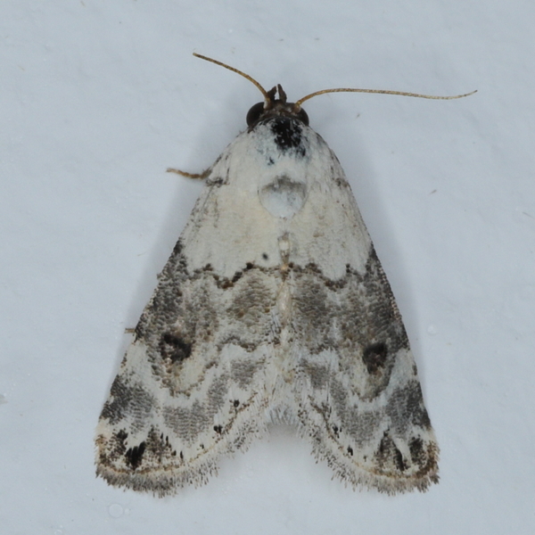/filer/webapps/moths/media/images/S/scitula_augusta_Eublemma_A_Heyns_01_rgDpO5m.JPG