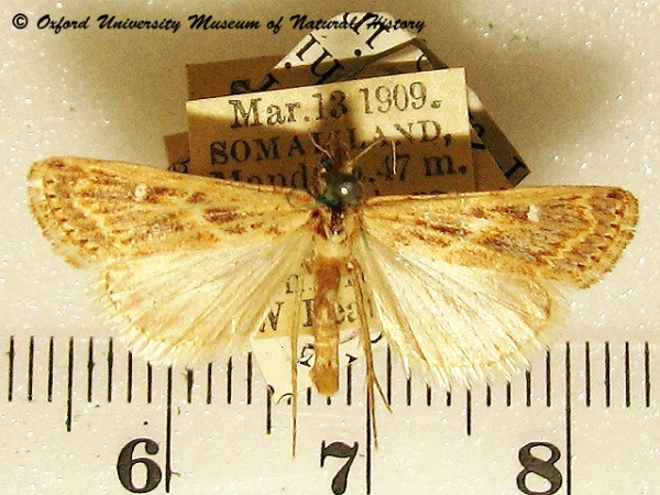 /filer/webapps/moths/media/images/S/scitulellus_Prionapteryx_A_OUMNH_01.jpg