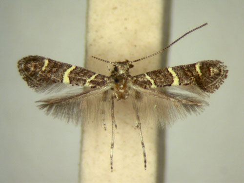 /filer/webapps/moths/media/images/S/sclerochitoni_Ectropina_AT_TMSA5680.jpg