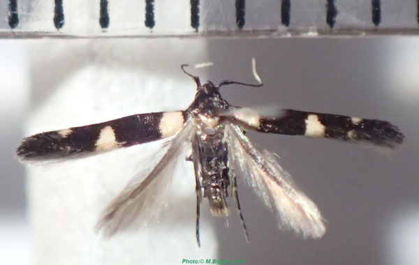 /filer/webapps/moths/media/images/S/sclerodes_Gisilia_A_Bippus_02.jpg