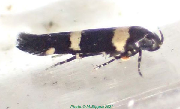 /filer/webapps/moths/media/images/S/sclerodes_Gisilia_A_Bippus_03.jpg
