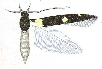 /filer/webapps/moths/media/images/S/sclerodes_Stagmatophora_HT_Meyrick_6-7.jpg