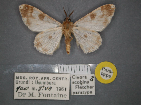 /filer/webapps/moths/media/images/S/scobina_Cleora_PT_RMCA_02.jpg