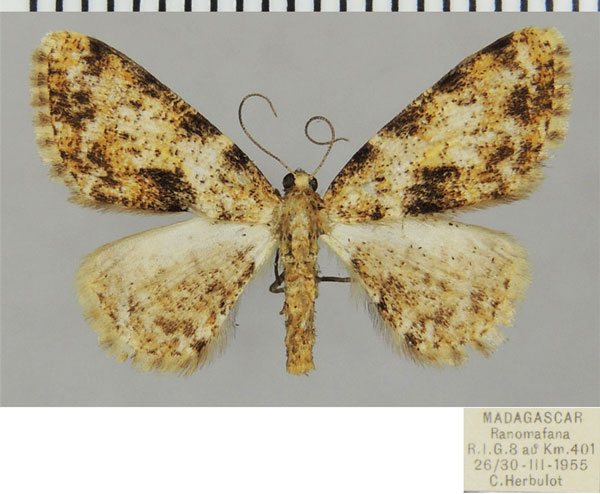 /filer/webapps/moths/media/images/S/scoblei_Ectropis_AF_ZSM.jpg