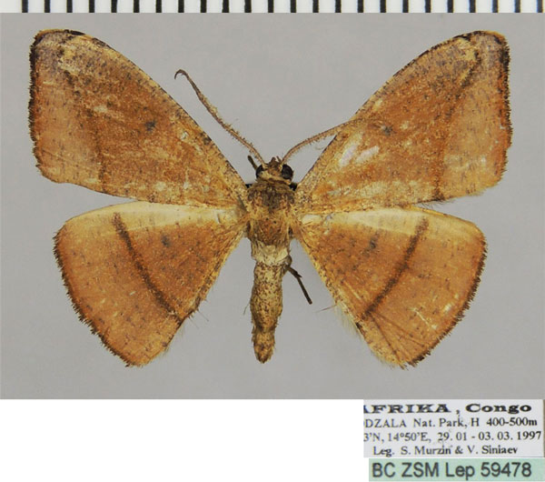 /filer/webapps/moths/media/images/S/scoblei_Milocera_AM_ZSM.jpg