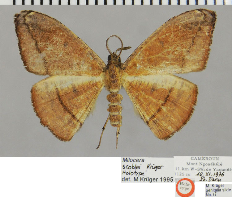 /filer/webapps/moths/media/images/S/scoblei_Milocera_HT_ZSMa.jpg