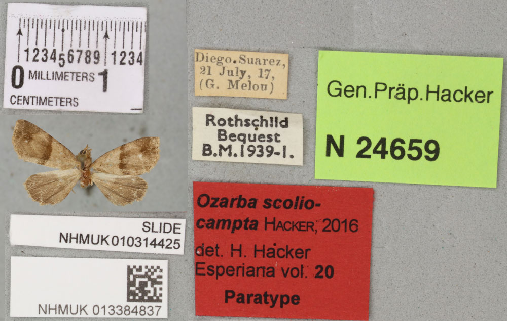 /filer/webapps/moths/media/images/S/scoliocampta_Ozarba_PTF_BMNH_01a.jpg