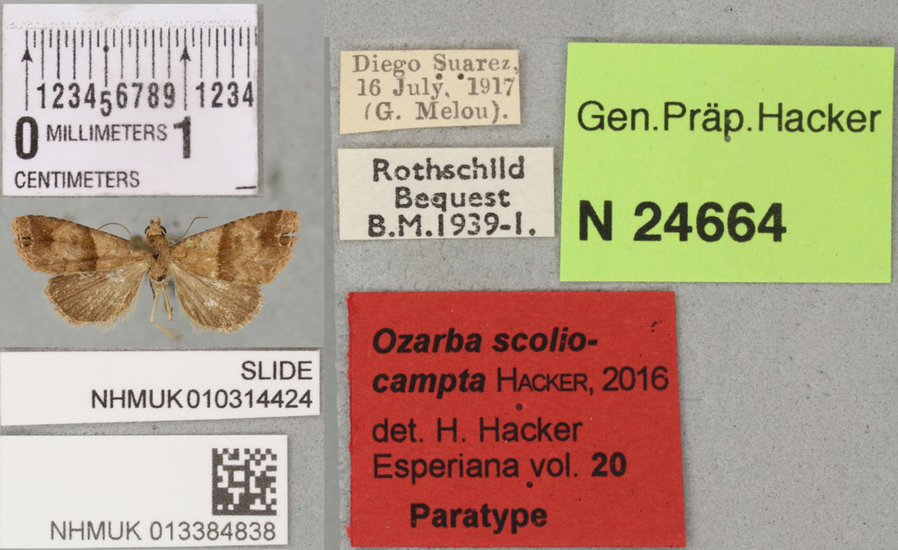 /filer/webapps/moths/media/images/S/scoliocampta_Ozarba_PTF_BMNH_02a.jpg