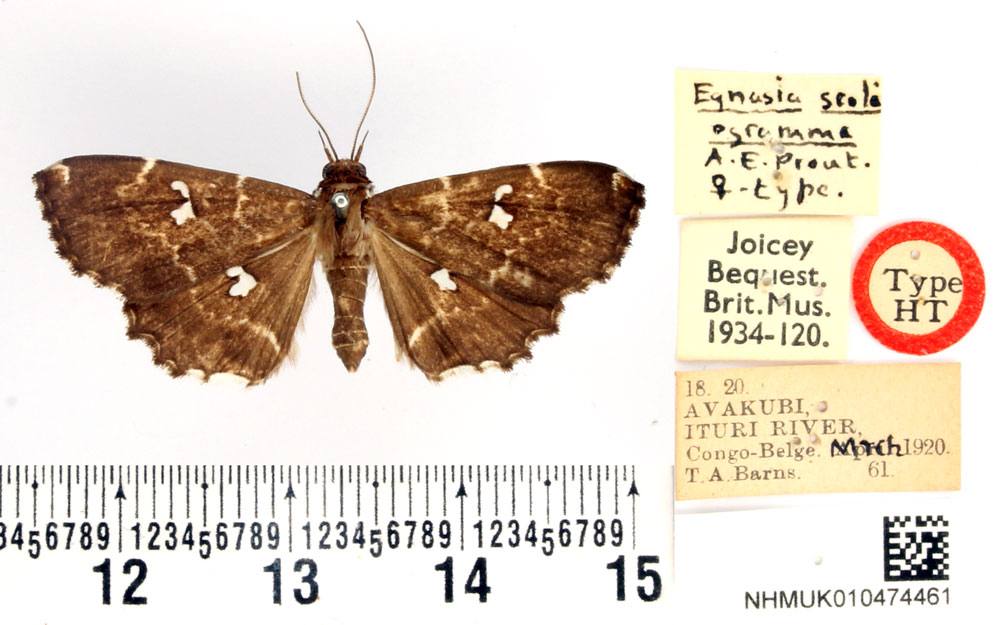 /filer/webapps/moths/media/images/S/scoliogramma_Egnasia_HT_BMNH.jpg