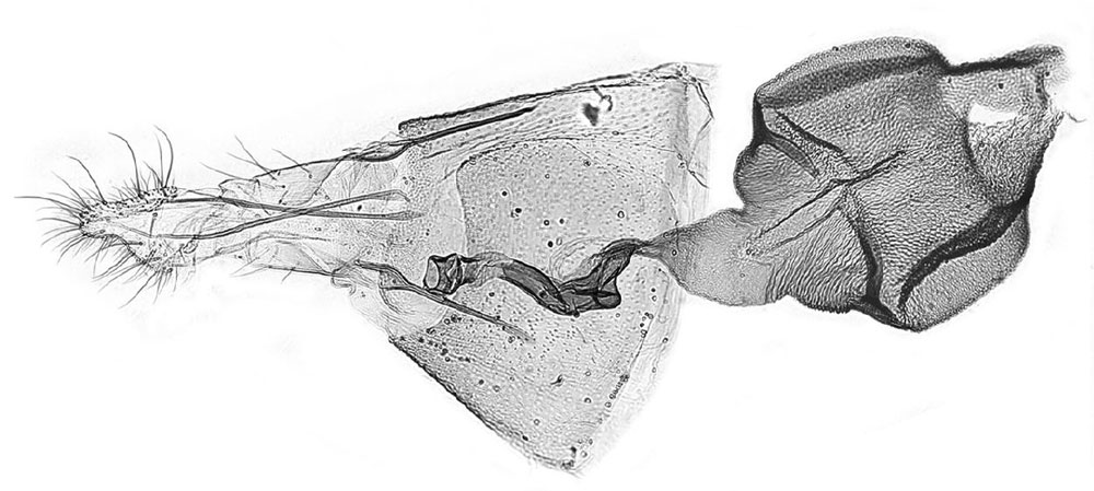 /filer/webapps/moths/media/images/S/scolopiae_Gypsonoma_GF_USNM.jpg