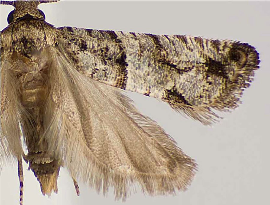 /filer/webapps/moths/media/images/S/scolopiae_Gypsonoma_PTM_USNM.jpg