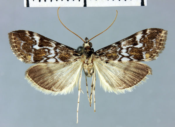 /filer/webapps/moths/media/images/S/scoparialis_Mecyna_HT_MNHN.jpg