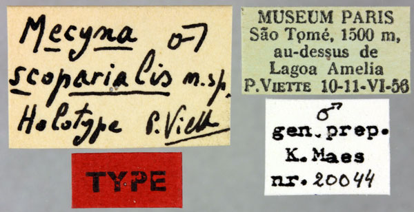 /filer/webapps/moths/media/images/S/scoparialis_Mecyna_HT_MNHNl.jpg