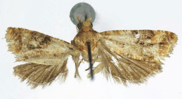 /filer/webapps/moths/media/images/S/scopifera_Lobesia_HT_RMCA.jpg