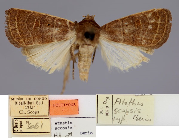 /filer/webapps/moths/media/images/S/scopsis_Athetis_HT_RMCA_01.jpg