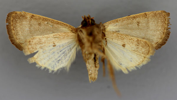 /filer/webapps/moths/media/images/S/scopsis_Athetis_HT_RMCA_02.jpg